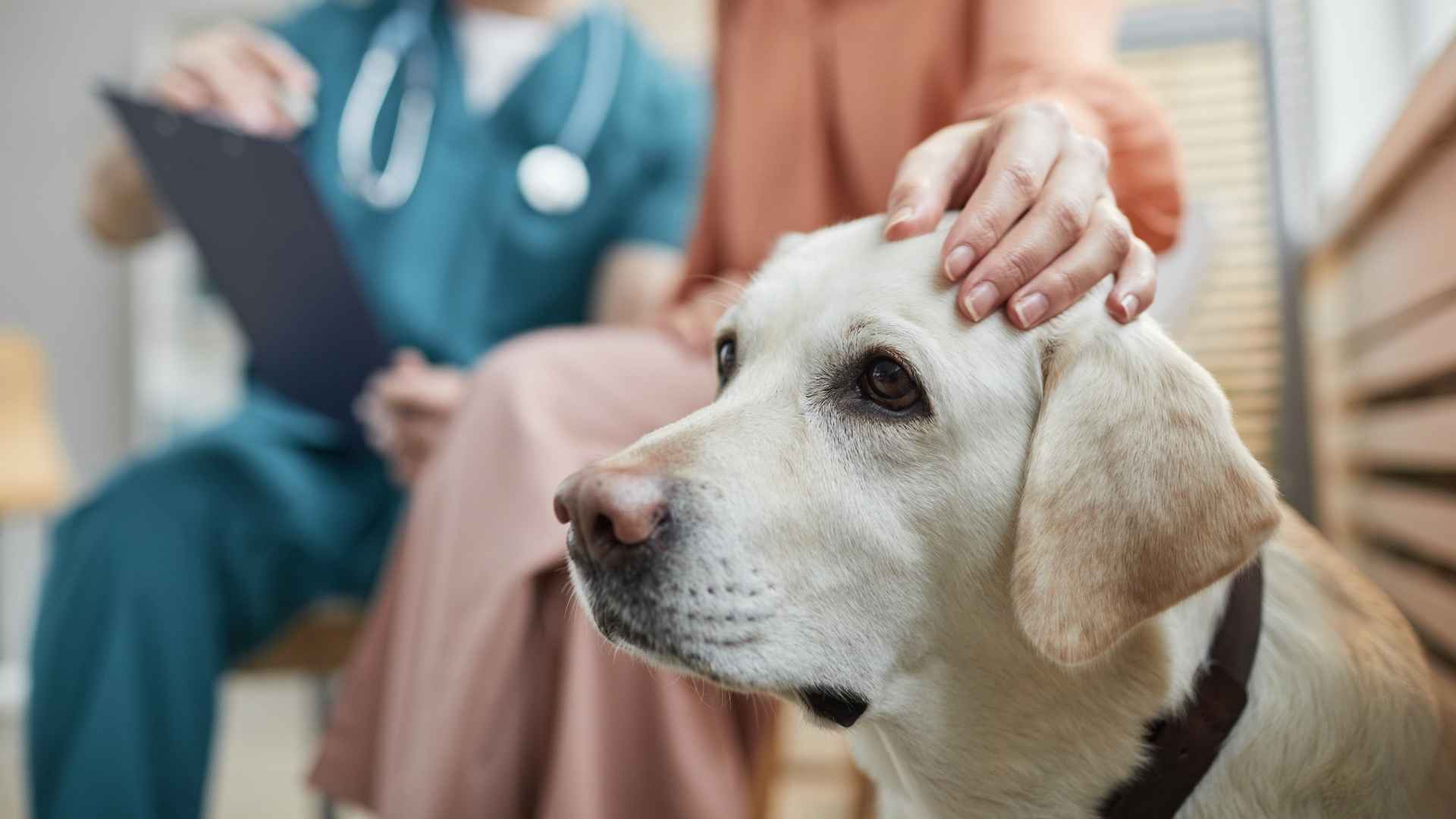 Perro en veterinario